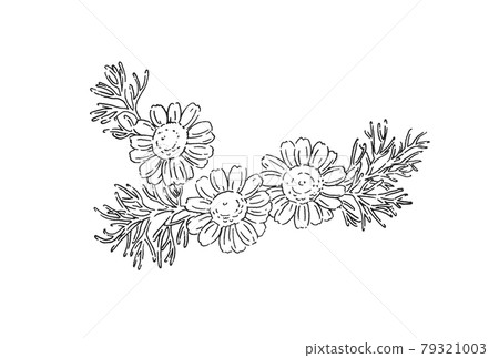 洋甘菊插畫-手繪線描 79321003