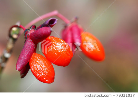 Pear tree fruit Pear tree fruit 79321037