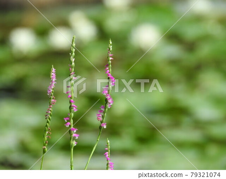 Orchidaceae perennial "Spiranthes sinensis" Orchidaceae perennial "Spiranthes sinensis" 79321074