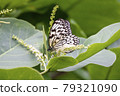 Idea leuconoe clara, great white spotted butterfly 79321090