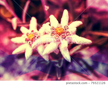 White edelweiss wildflowers petals, latin Leontopodium alpinum. 79321126