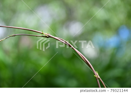 Cranes that help each other and grow together 79321144