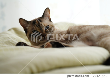躺在床上放鬆的貓 79321339