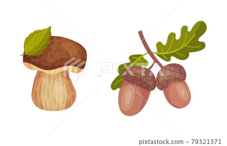 Mushroom with Cap and Acorn Twig as Forest Botany Element Vector Set Mushroom with Cap and Acorn Twig as Forest Botany Element Vector Set 79321371