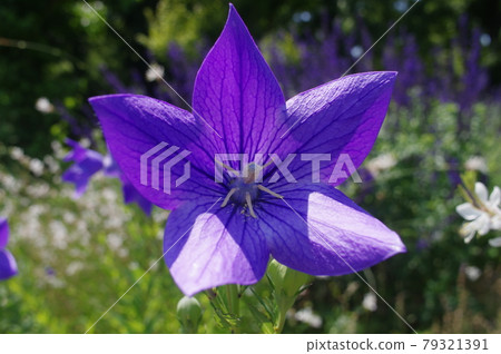 Purple bellflower flowers are in bloom. The scientific name is Platycodon grandiflorus. Purple bellflower flowers are in bloom. The scientific name is Platycodon grandiflorus. 79321391