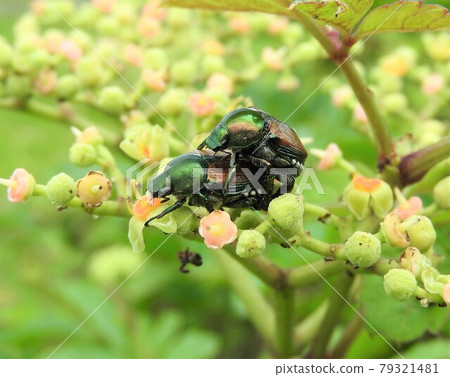 一對日本甲蟲 79321481