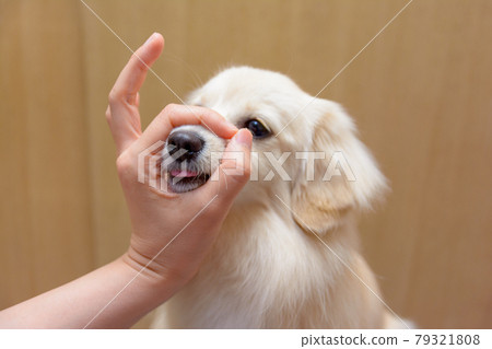 Small dog puts his nose in a ring (Snout Challenge) Pomex 79321808