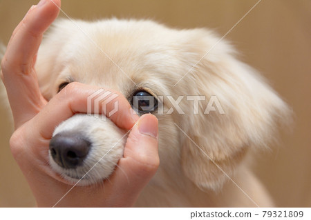 Small dog puts his nose in a ring (Snout Challenge) Pomex Small dog puts his nose in a ring (Snout Challenge) Pomex 79321809