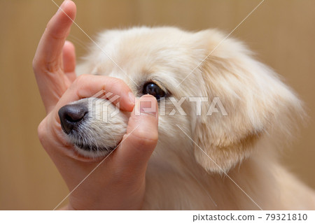 Small dog puts his nose in a ring (Snout Challenge) Pomex Small dog puts his nose in a ring (Snout Challenge) Pomex 79321810