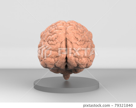 human brain on grey background human brain on grey background 79321840