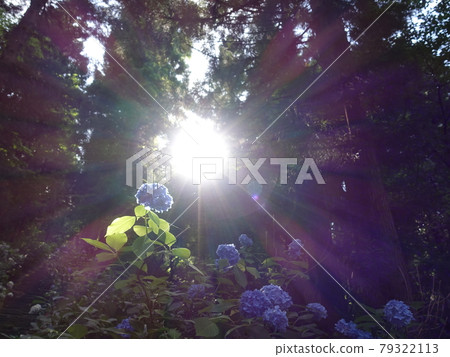 盛開的繡球花 繡球花 繡球花 79322113