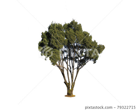 tree, lichen, Tree isolated on the white background tree, lichen, Tree isolated on the white background 79322715