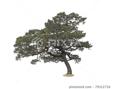 tree, lichen, Tree isolated on the white background tree, lichen, Tree isolated on the white background 79322716
