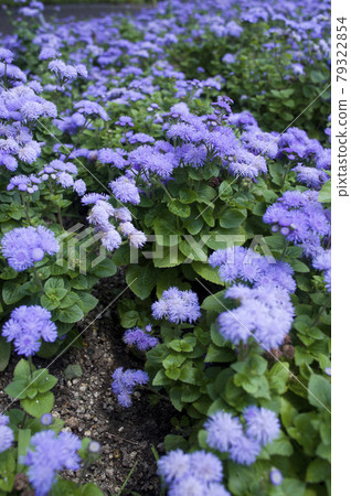The purple flowers of Ageratum are in bloom. The scientific name is Ageratum. 79322854