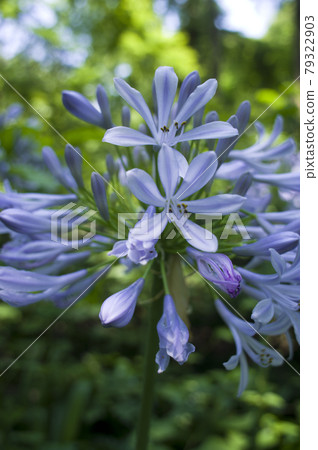 agapanthus（紫太子蘭）的花朵盛開。學名是Agapanthus。 79322903
