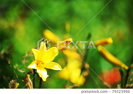 Yellow flower "Ezokisuge" along the coast Yellow flower "Ezokisuge" along the coast 79323998