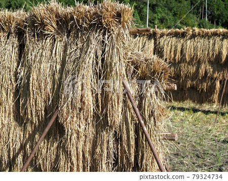 Rice ears dried Rice ears dried 79324734