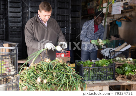 Hired workers work in the vegetable storehouse 79324751
