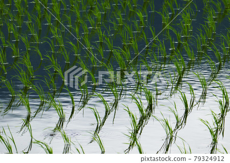 Paddy landscape in Japan Rice planting Paddy landscape in Japan Rice planting 79324912