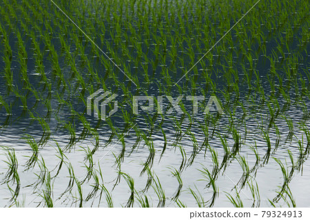 Paddy landscape in Japan Rice planting Paddy landscape in Japan Rice planting 79324913