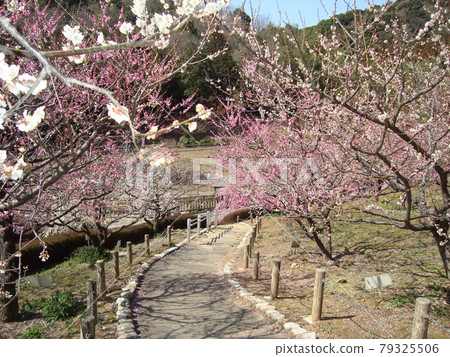 Plum tree in Akatsukayama Park Plum tree in Akatsukayama Park 79325506