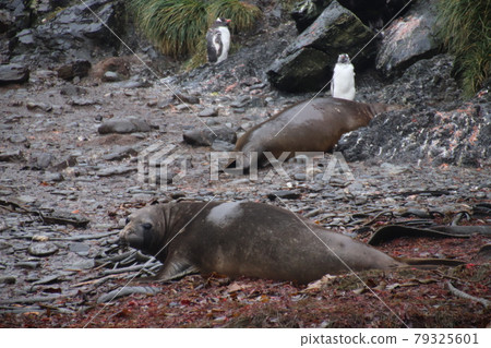 Penguins and elephant seals Penguins and elephant seals 79325601