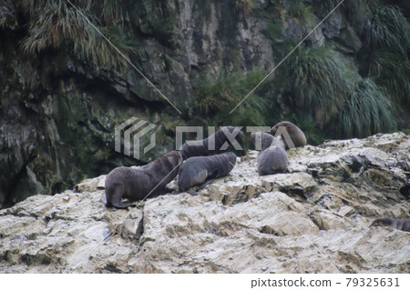 Rocky sea lions 79325631