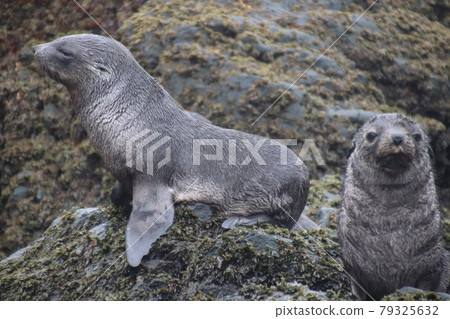 Rocky sea lions 79325632