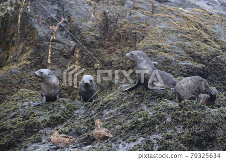 Rocky sea lions 79325634