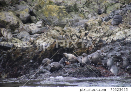 Rocky sea lions 79325635