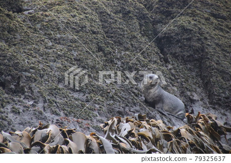 Rocky sea lions 79325637