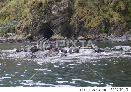 岩石海獅 79325645