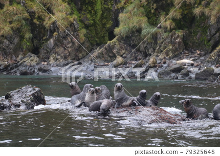 Rocky sea lions 79325648