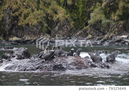 Rocky sea lions 79325649