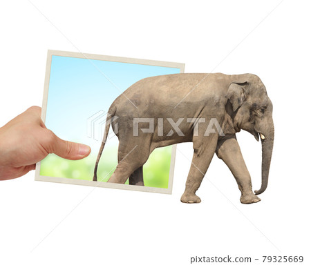 Human hand holds a photograph with Elephant emerging from photography 79325669