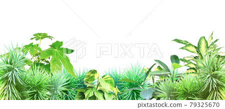 Exotical border with plants of jungle and copy space for text 79325670
