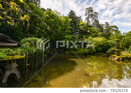 Fresh green Kenrokuen Fresh green Kenrokuen 79326378