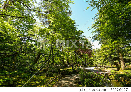 Fresh green Kenrokuen Fresh green Kenrokuen 79326407