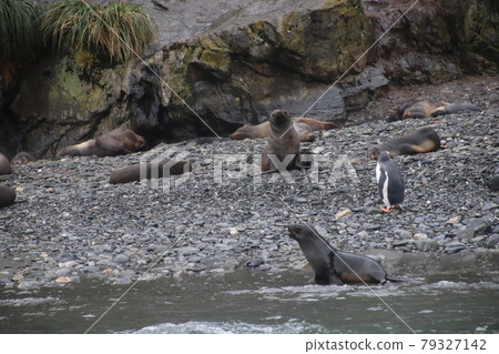 Sea lions on the beach Sea lions on the beach 79327142