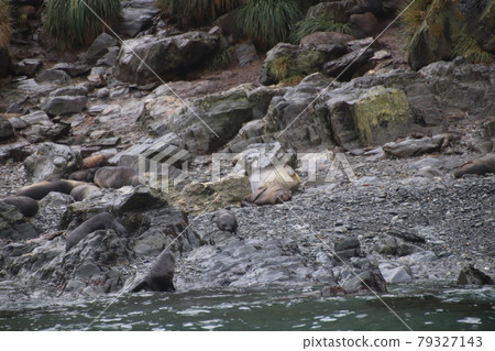 Sea lions on the beach 79327143