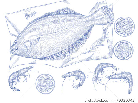 shrimp, flatfish, seafood in Pen Style Illustration shrimp, flatfish, seafood in Pen Style Illustration 79329342