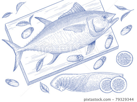 tuna, warty sea squirt, seafood in Pen Style Illustration tuna, warty sea squirt, seafood in Pen Style Illustration 79329344
