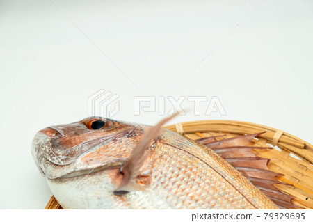 天然紅海鯛 79329695