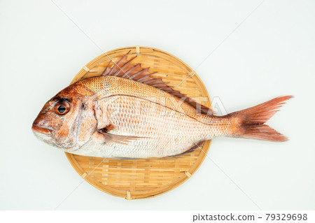 Natural red sea bream 79329698