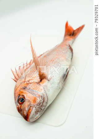 Natural red sea bream Natural red sea bream 79329701