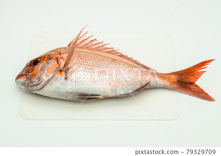 天然紅海鯛 79329709