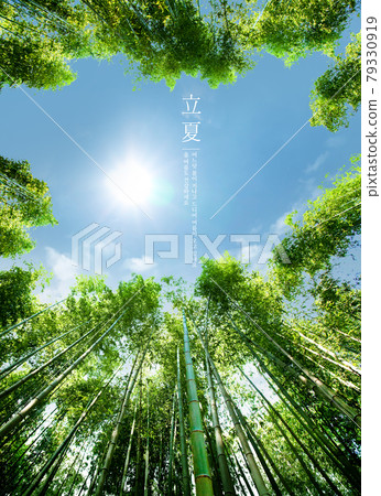 summer scenery landscape, bamboo trees 79330919