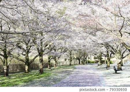 Cherry blossom Cherry blossom 79330930