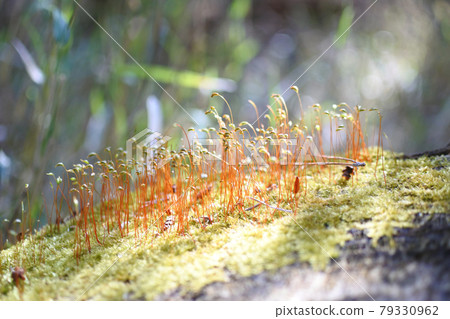 Yanoware Kagoke grows on the rocks of the forest 79330962