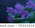 Dance party wet in the morning rain Hydrangea 79331034